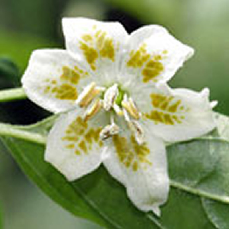 Capsicum Baccatum