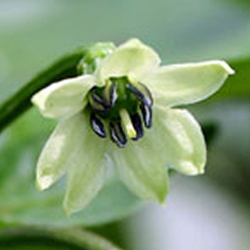 Capsicum Chinense