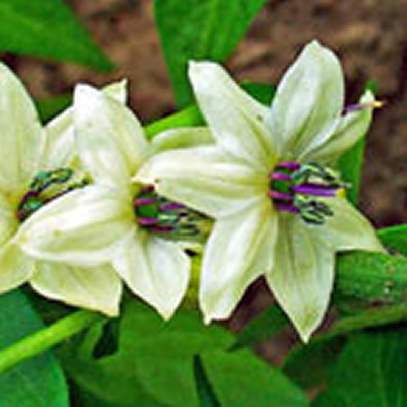 Capsicum Frutescens