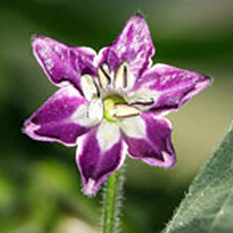 Capsicum Pubescens