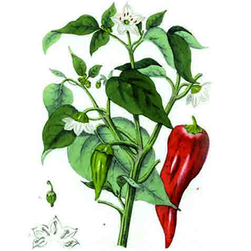 Capsicum Annuum