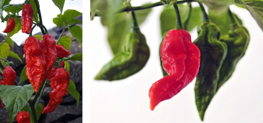 Bhut Jolokia - Capsicum Chinense