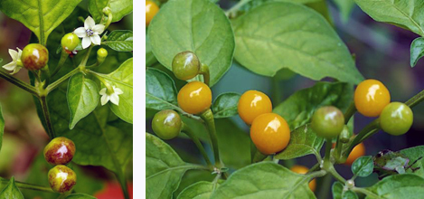 Charapita - Capsicum Chinense