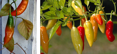 7 Aji Amarillo - Capsicum Chinense