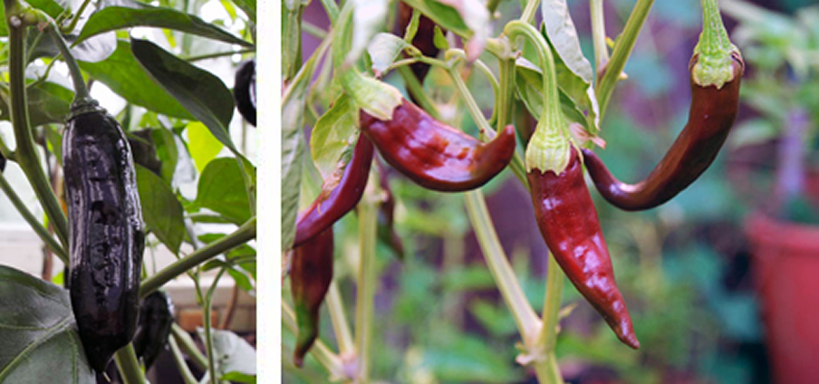 7 Aji Panca - Capsicum Chinense