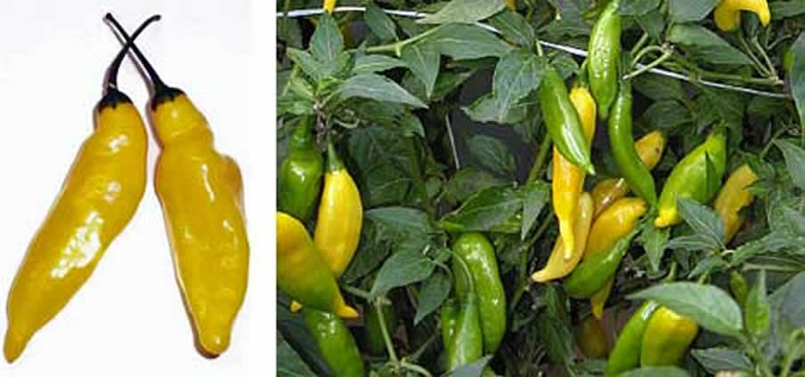 7 Aji Lemon - Capsicum Chinense