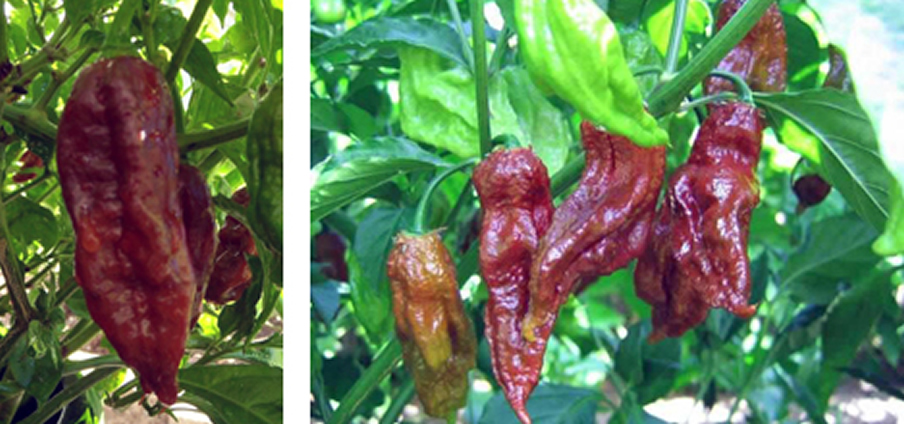 Bhut Jolokia Chocolate - Capsicum Chinense