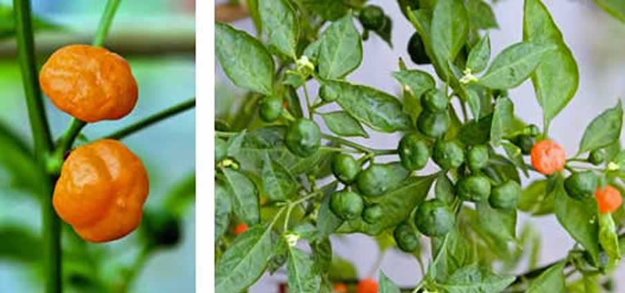 Capezzolo di Scimmia - Capsicum Chinense