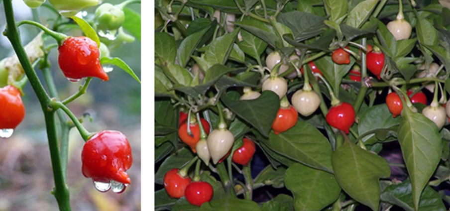 Chupetinho Red - Capsicum Chinense
