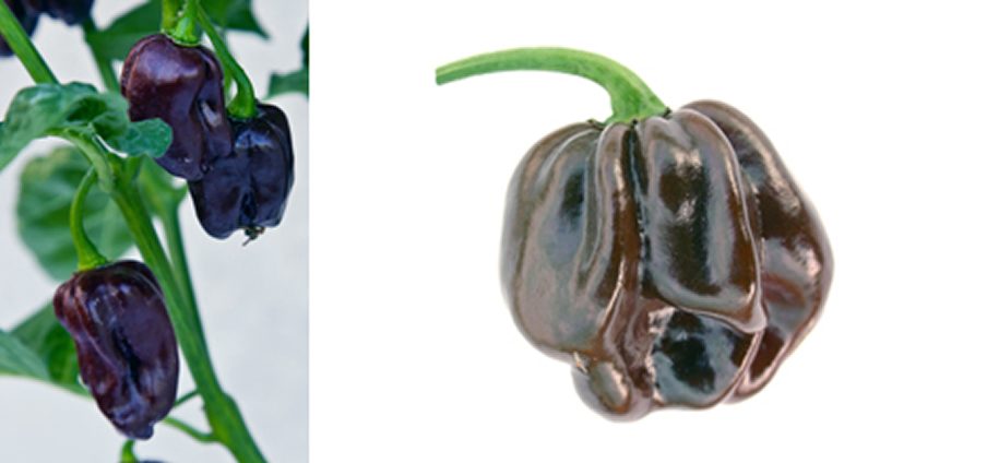 Chocolate - Capsicum Chinense