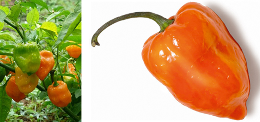 Habanero Orange - Capsicum Chinense
