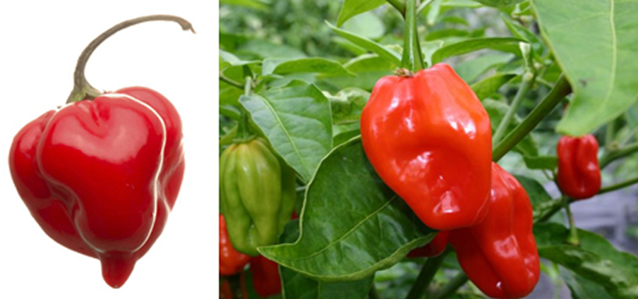 Habanero Red - Capsicum Chinense