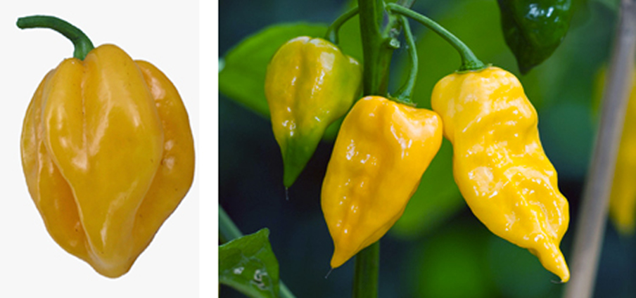 Habanero Yellow - Capsicum Chinense