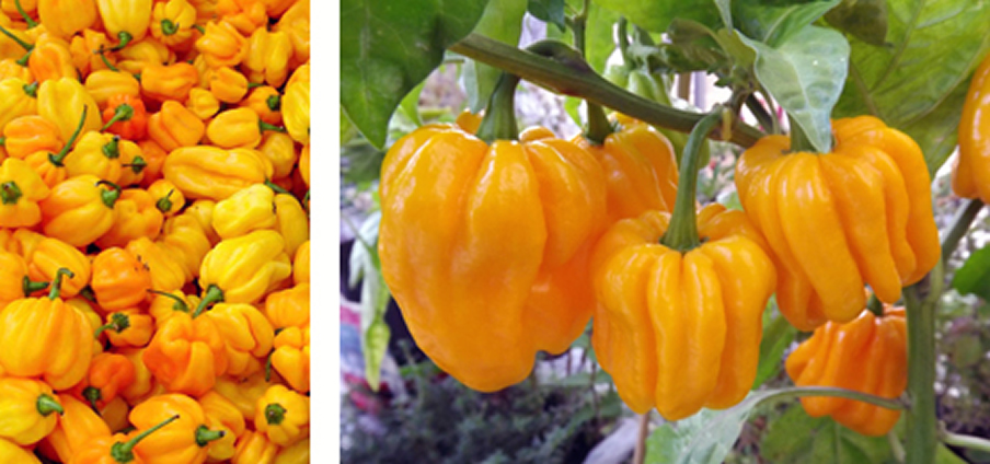 Madame Jeanette - Capsicum Chinense