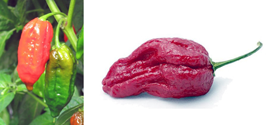 Naga Morich - Capsicum Chinense