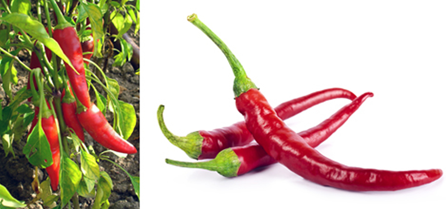 Cayenna red - Capsicum Annuum