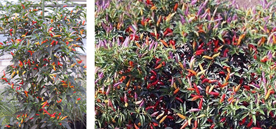 Chispas - Capsicum Annuum