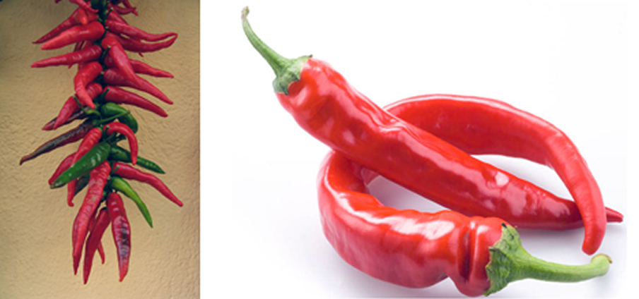 Diavolicchio Diamante - Capsicum Annuum