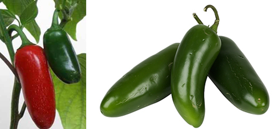 Jalapeno - Capsicum Annuum