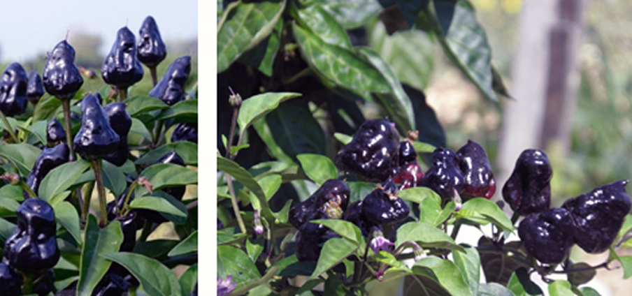 Macarena - Capsicum Annuum
