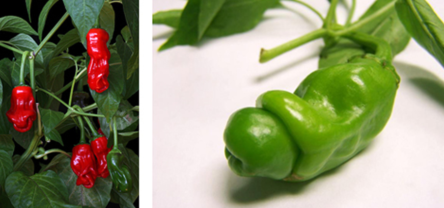 Peter Pepper - Capsicum Annuum