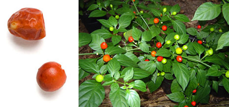 Chiltepin - Capsicum Annuum