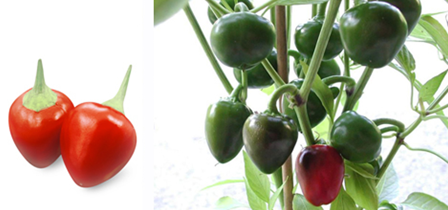 Ciliegino - Capsicum Annuum