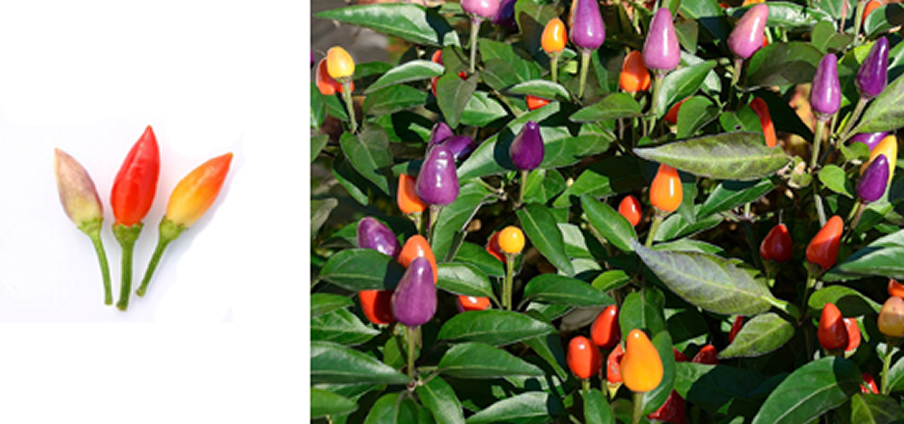 NuMex Twilight - Capsicum Annuum
