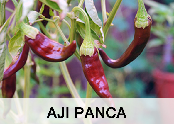 Aji Panca