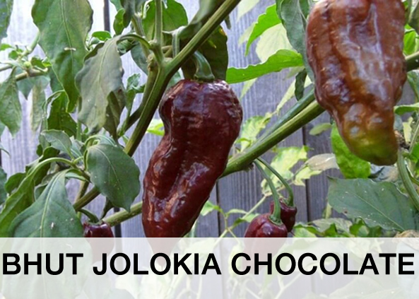 BHUT JOLOKIA CHOCOLATE