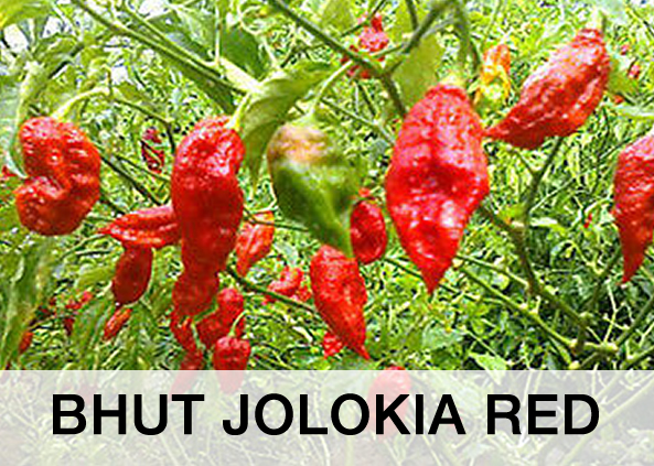 Bhut Jolokia Red