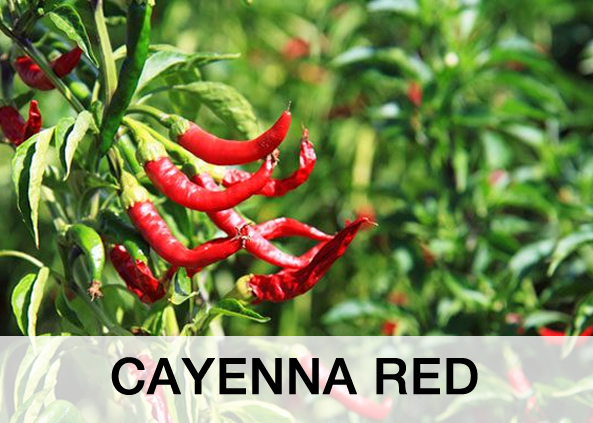 Cayenna Red