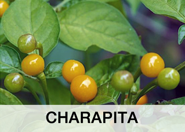 CHARAPITA