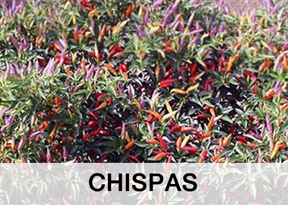 Chispas