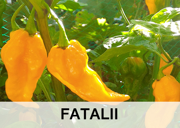 FATALII