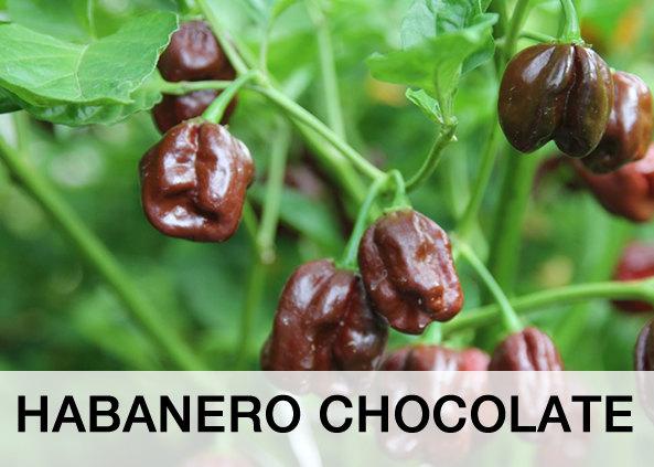 HABANERO CHOCOLATE