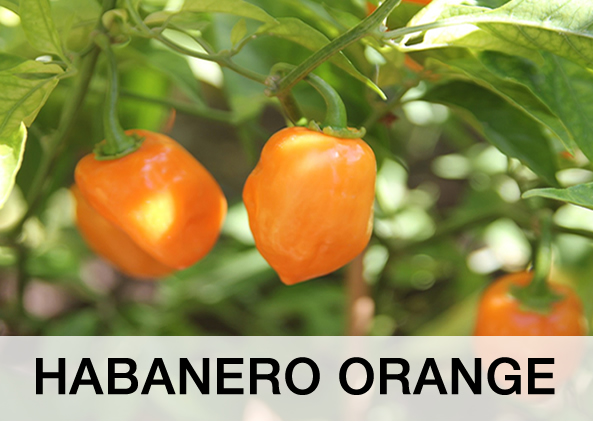 HABANERO ORANGE