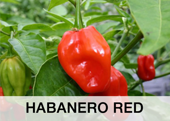 HABANERO RED