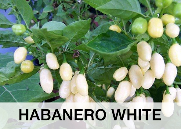 HABANERO WHITE