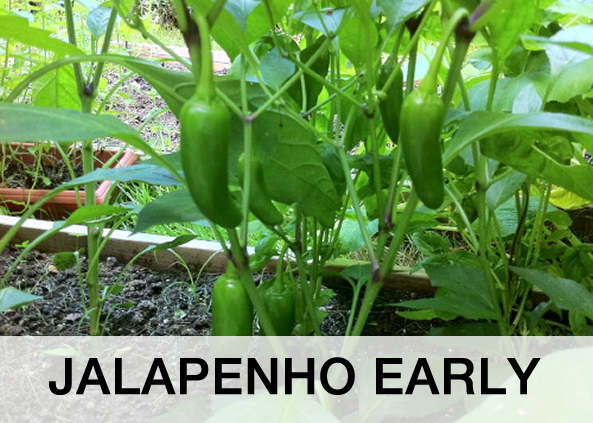 JALAPENHO EARLY