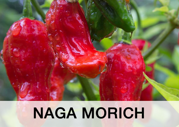 NAGA MORICH