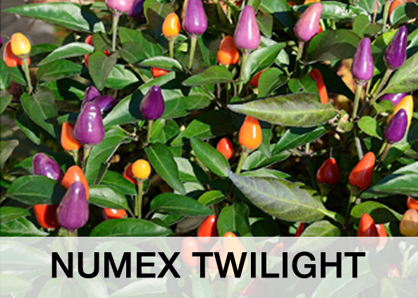 NUMEX TWILIGHT