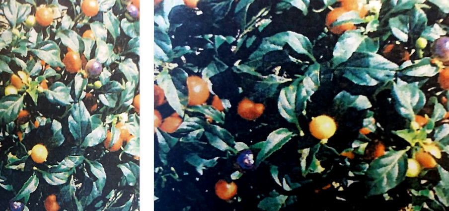 O di Giotto - Capsicum Annuum