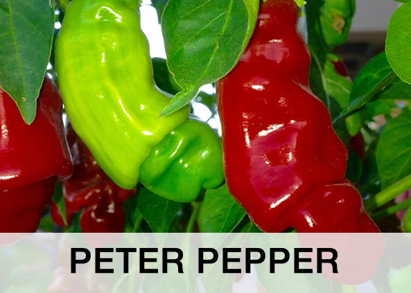 PETER PEPPER