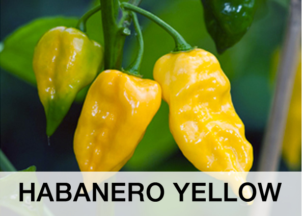 HABANERO YELLOW