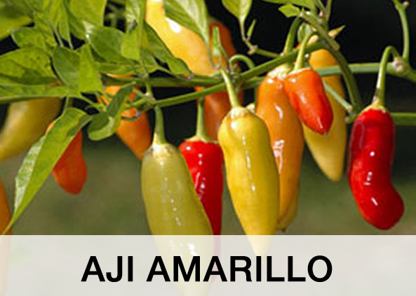 Aji Amarillo