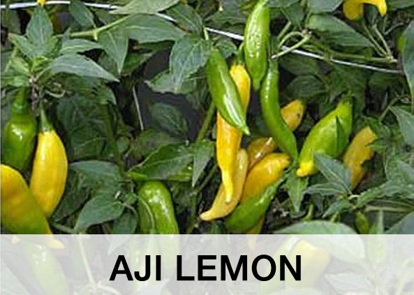 Aji Lemon