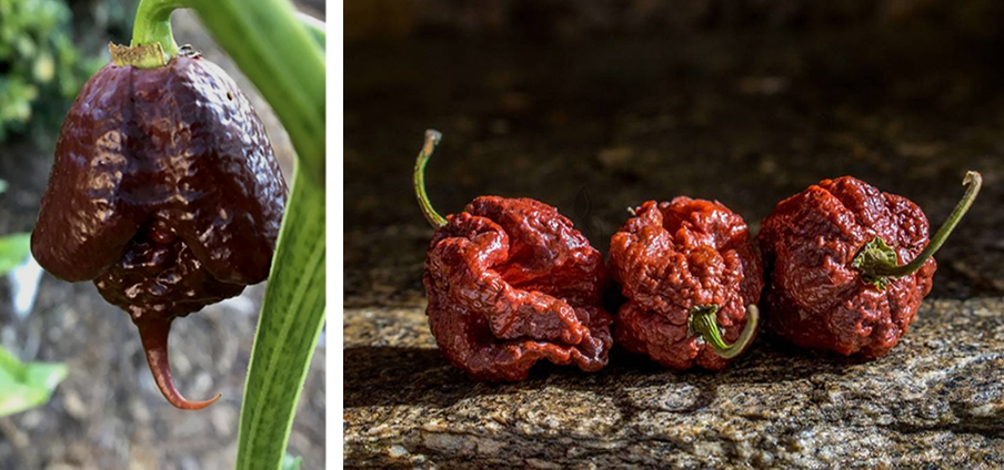 Carolina Reaper Chocolate - Capsicum Chinense