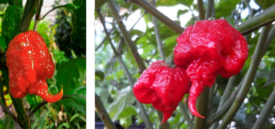 Carolina Reaper Red - Capsicum Annuum