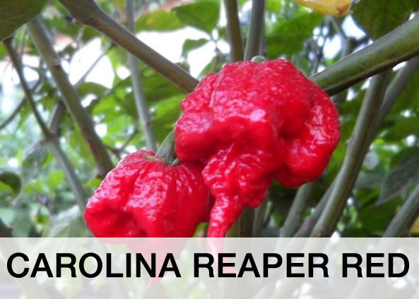 Carolina Reaper Red